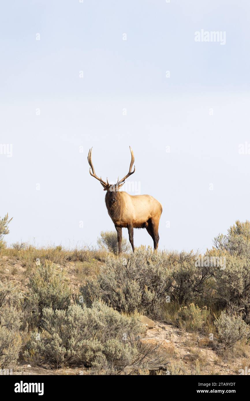 Maestoso alce di toro nel parco nazionale di Yellowstone Foto Stock