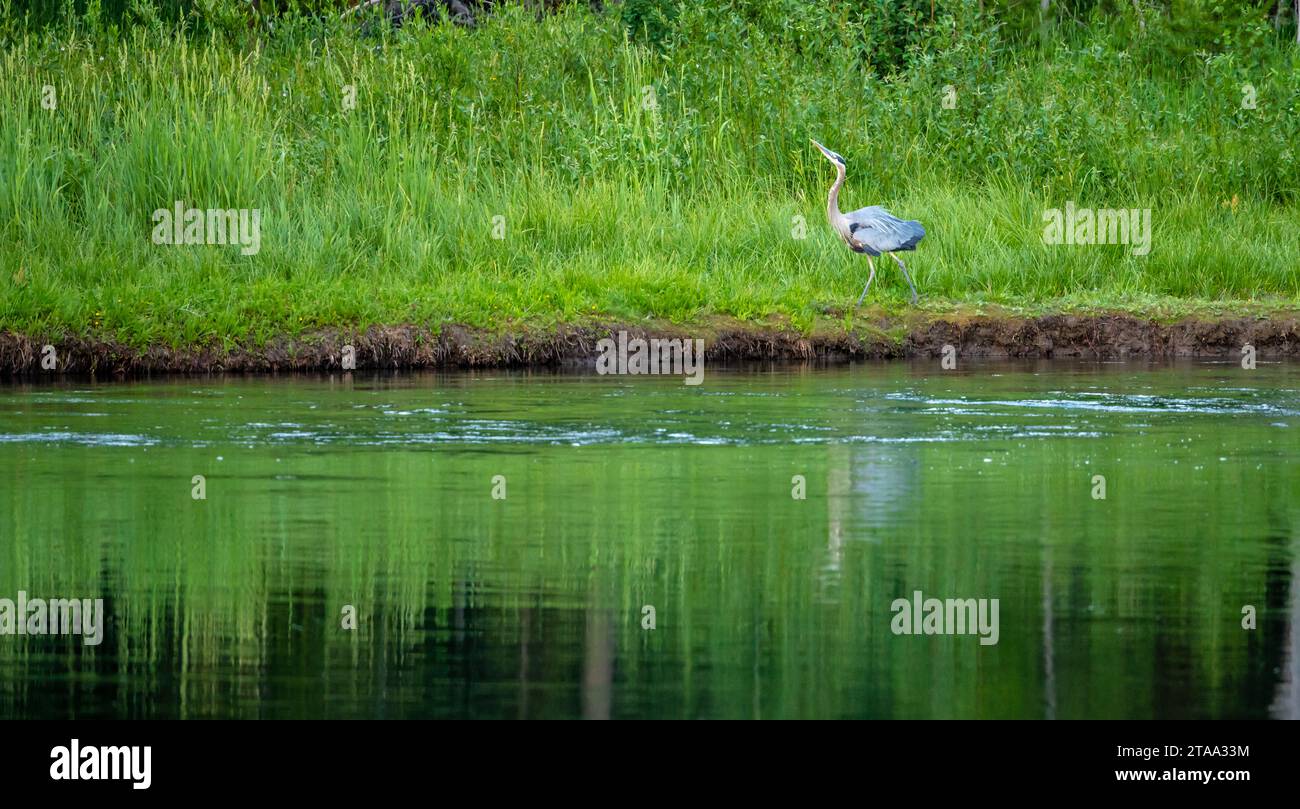 Blue Heron Struts lungo la riva del fiume Snake nel Parco Nazionale del Grand Teton Foto Stock