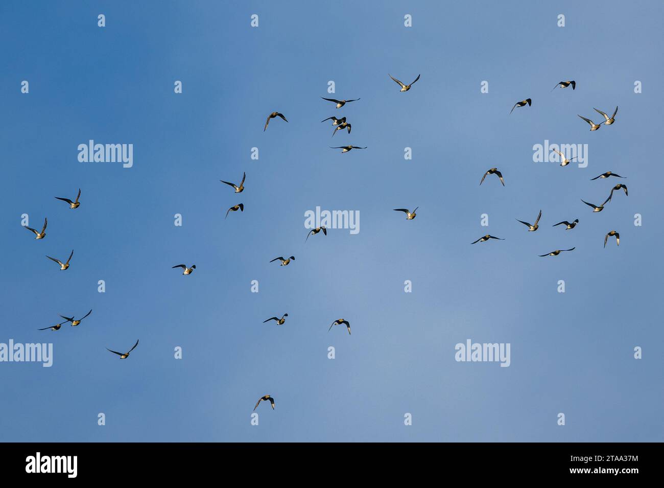 Grey Plover, Pluvialis squatarola in volo sulle paludi in inverno Foto Stock