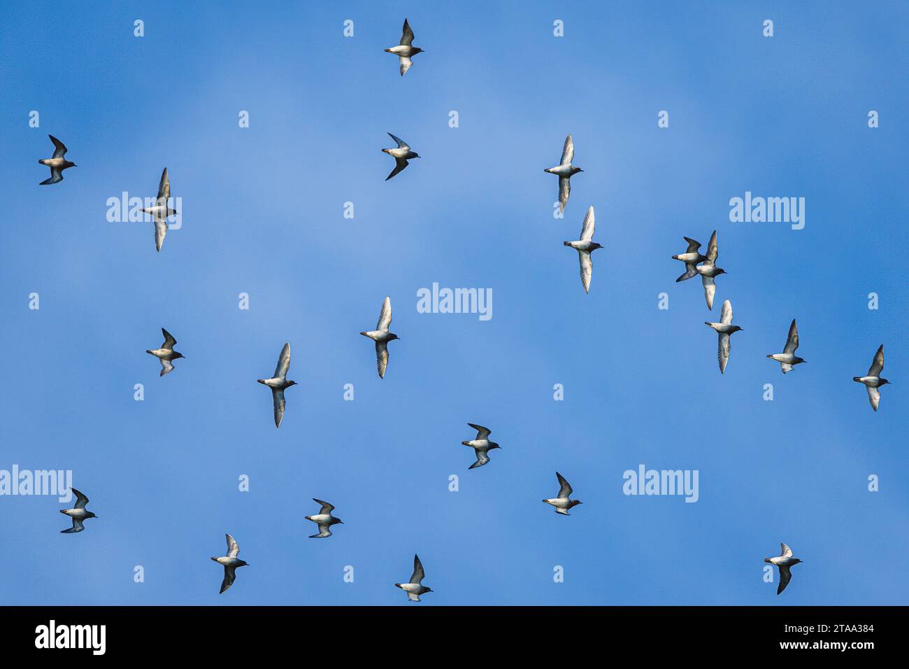 Grey Plover, Pluvialis squatarola in volo sulle paludi in inverno Foto Stock