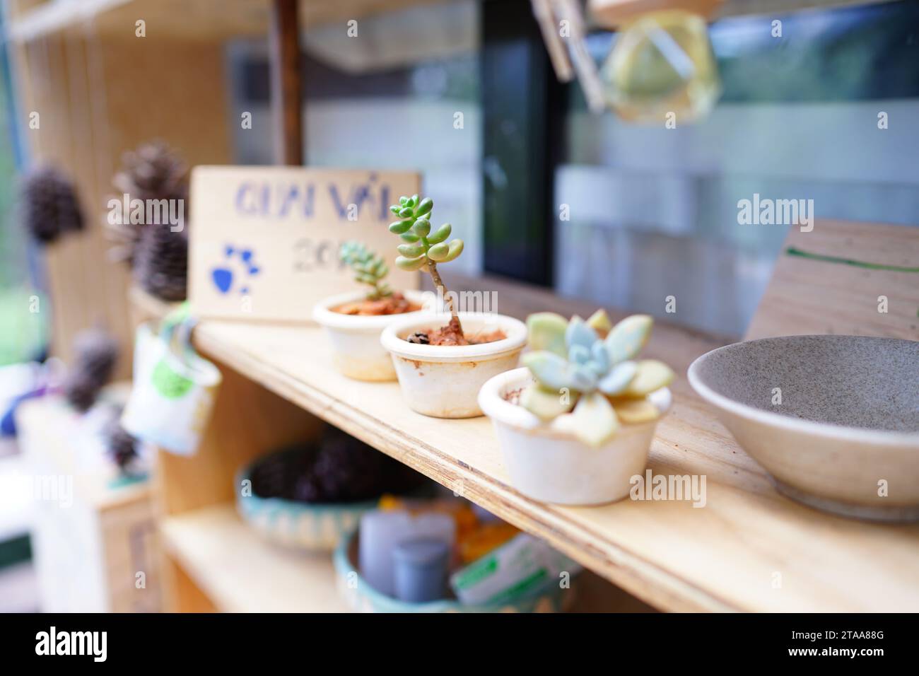 Decorazione con succulenti Foto Stock