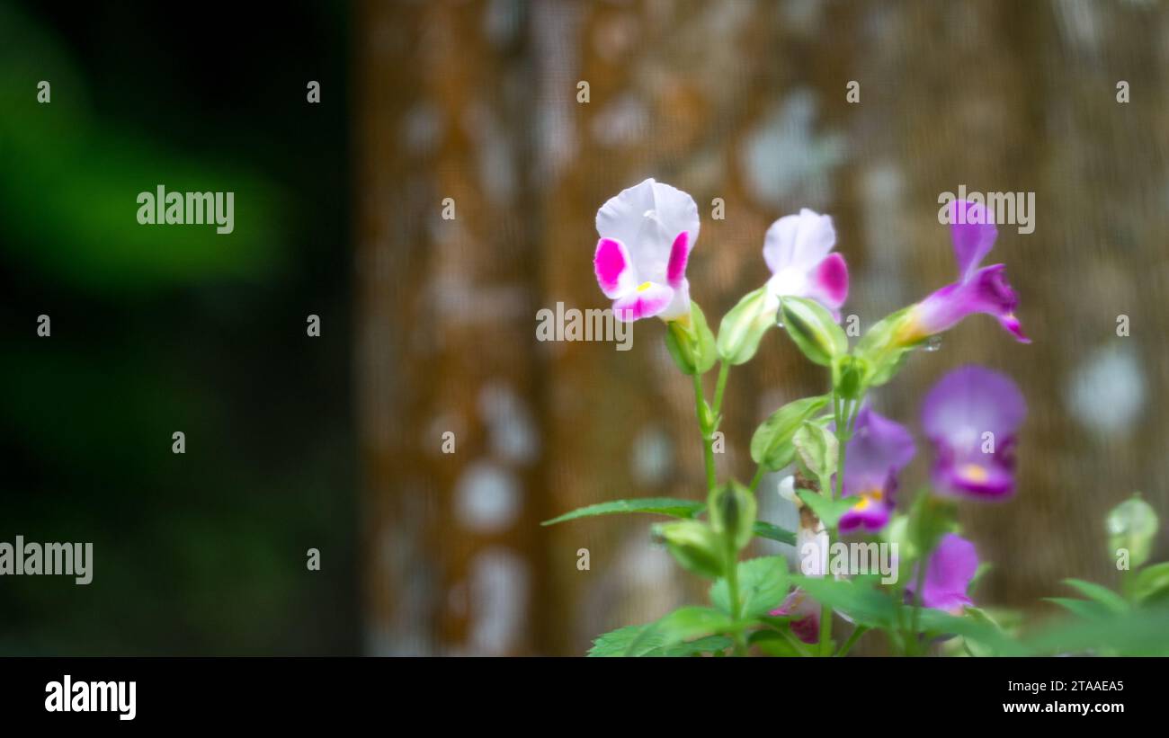 Fiore di Torenia con sfondo naturale sfocato. Copia spazio. Foto Stock