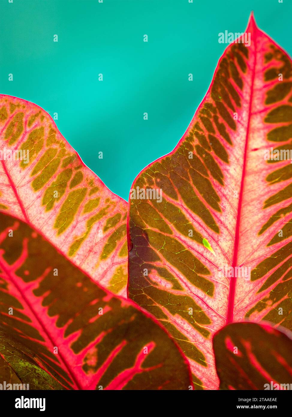 Foglia di colore rosso su sfondo verde. Vista ravvicinata della trama e dei motivi della foglia. Foto Stock