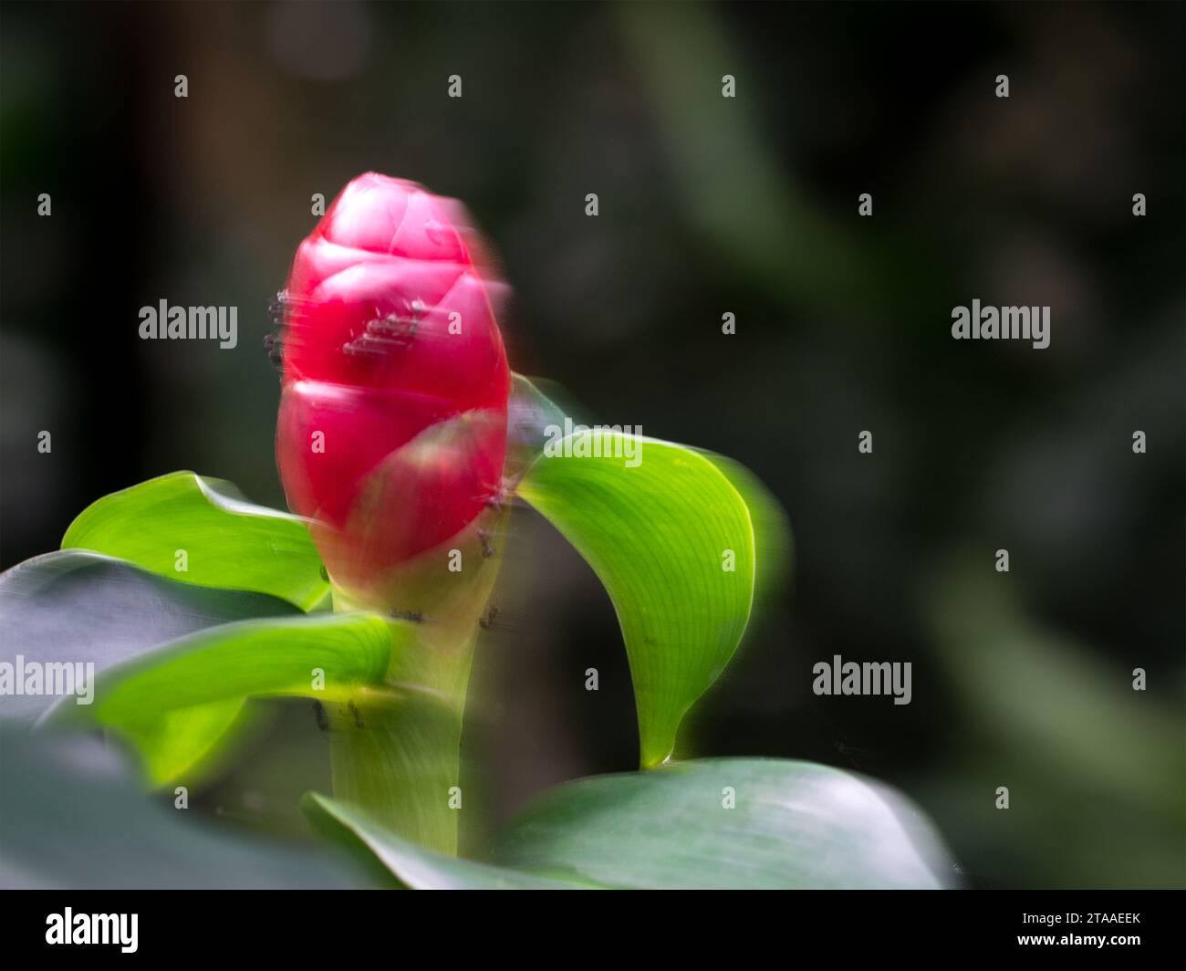 Pulsante rosso pianta di zenzero, messa a fuoco morbida. Copia spazio. Foto Stock