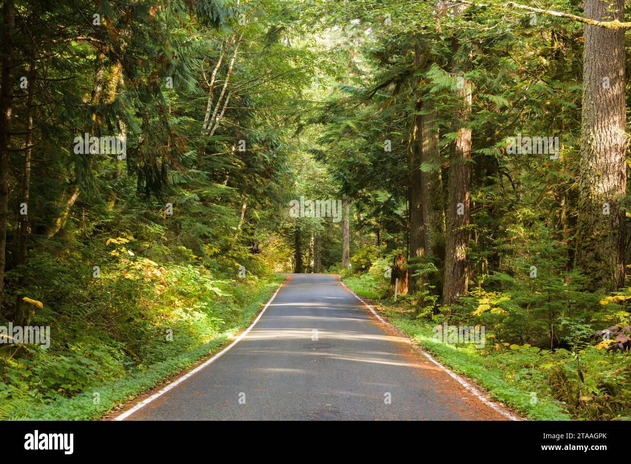 La luce del sole passa attraverso la verde foresta su una stretta strada rurale pavimentata nello stato di Washington Foto Stock