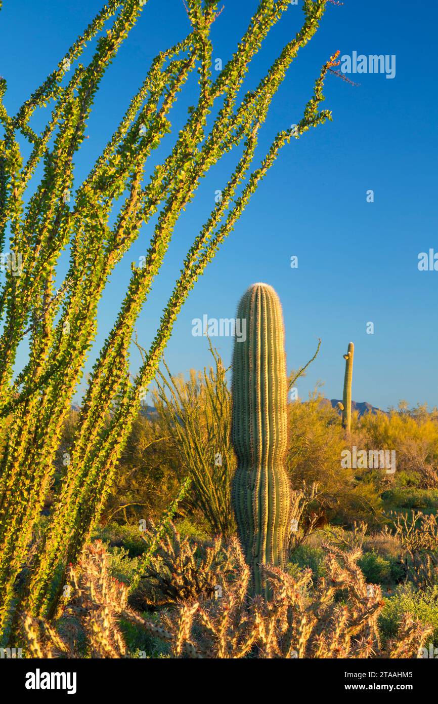 Ocotillo con saguaro lungo Pemberton Trail, McDowell montagna parco regionale, Maricopa County, Arizona Foto Stock