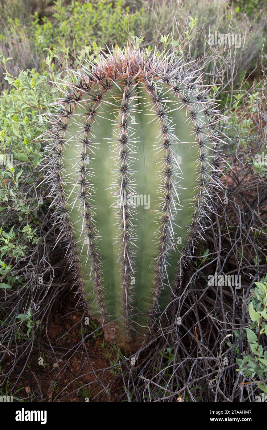 Saguaro lungo Pemberton Trail, McDowell montagna parco regionale, Maricopa County, Arizona Foto Stock