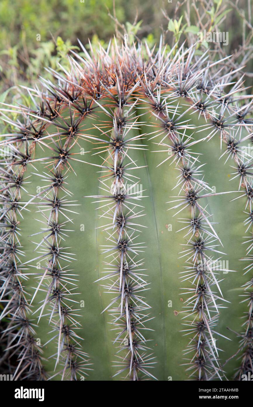 Saguaro lungo Pemberton Trail, McDowell montagna parco regionale, Maricopa County, Arizona Foto Stock