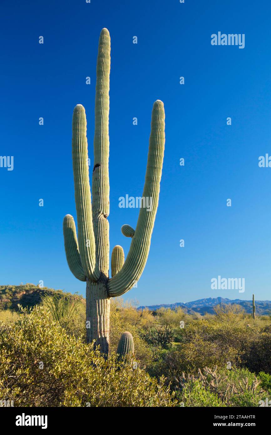 Saguaro lungo Pemberton Trail, McDowell montagna parco regionale, Maricopa County, Arizona Foto Stock