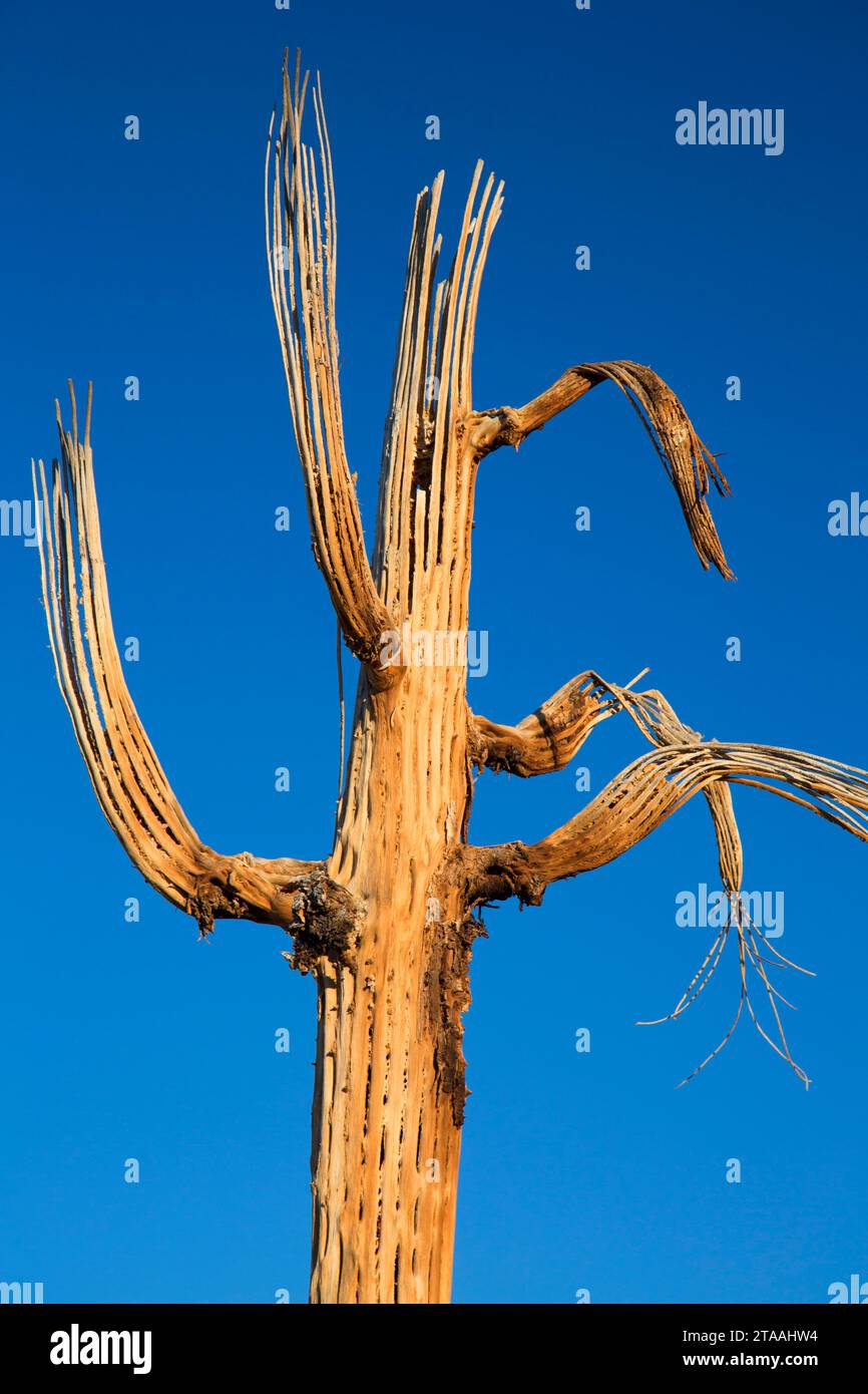 Lo scheletro del Saguaro lungo Pemberton Trail, McDowell montagna parco regionale, Maricopa County, Arizona Foto Stock