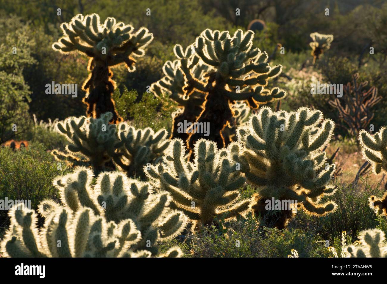 Cholla cactus lungo Pemberton Trail, McDowell montagna parco regionale, Maricopa County, Arizona Foto Stock