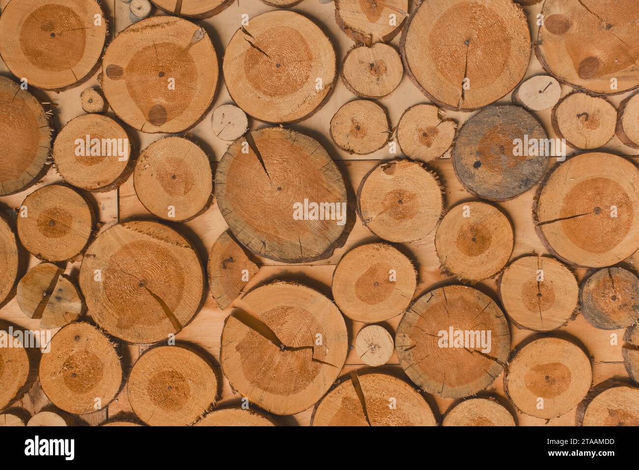 Anelli in legno annuali Sawn Stump Wood Nature Design motivo astratto texture sfondo. Foto Stock