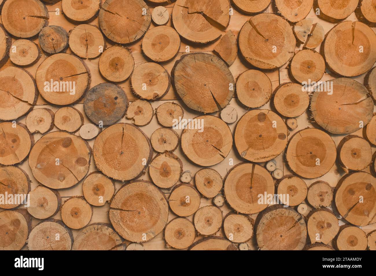 Anelli in legno annuali Sawn Stump disegno in legno naturale struttura astratta motivo texture sfondo. Foto Stock