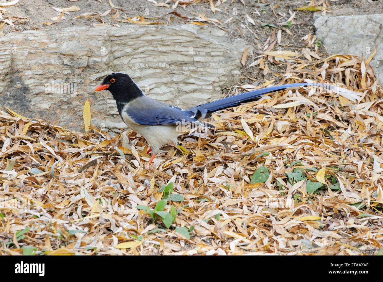 Uccello Blue Magpie a becco rosso a Pechino in Cina Foto Stock