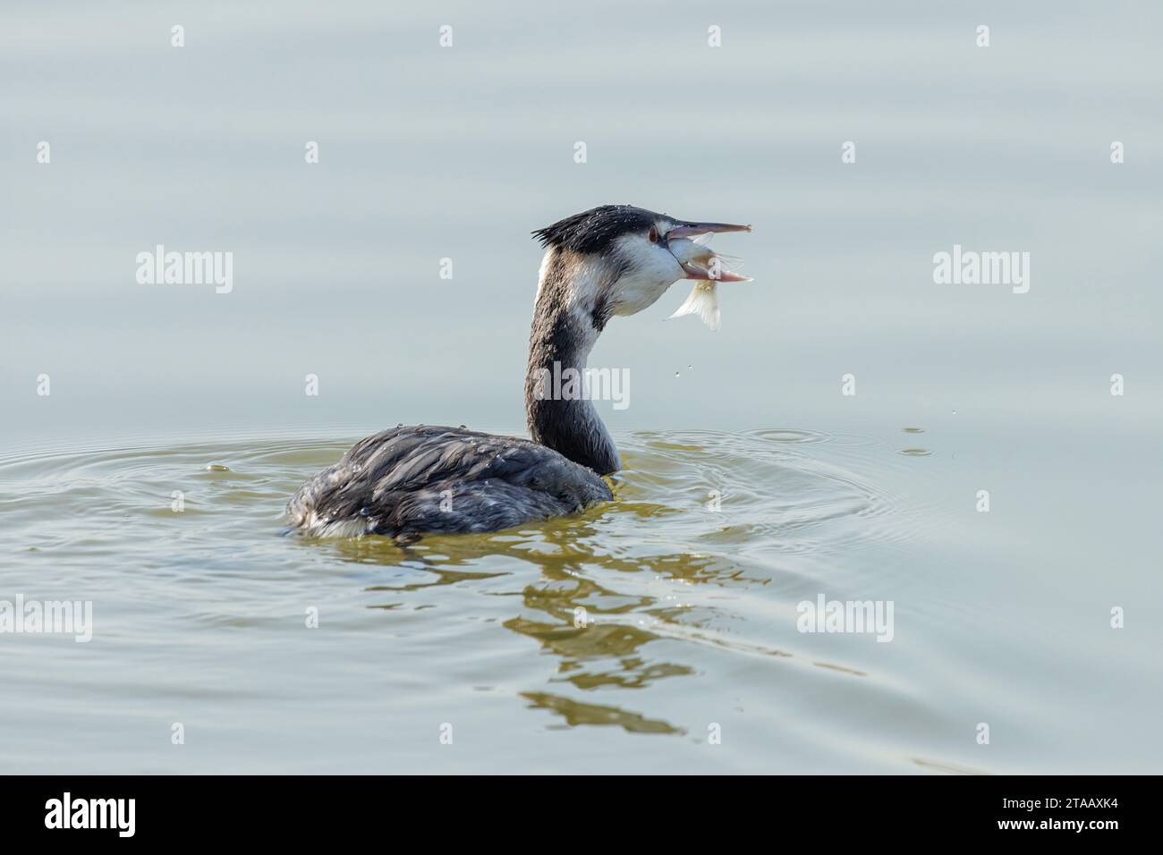 Grande uccello Crested Grebe a Pechino in Cina Foto Stock