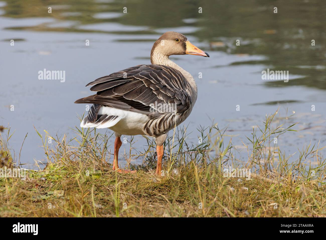 Uccello Greylag Goose a Pechino Cina Foto Stock