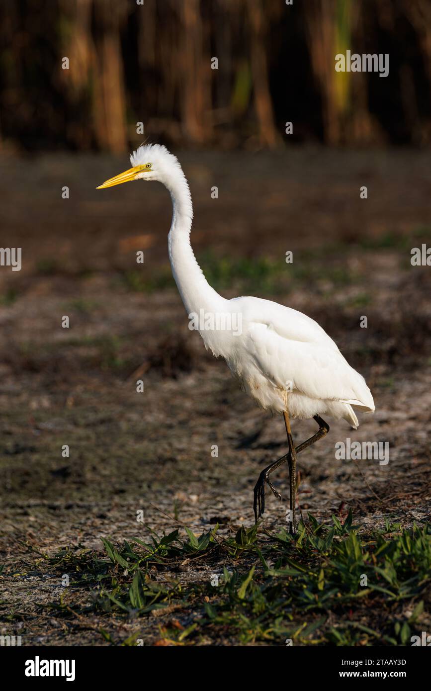 Great Egret Bird a Vancouver BC Canada Foto Stock