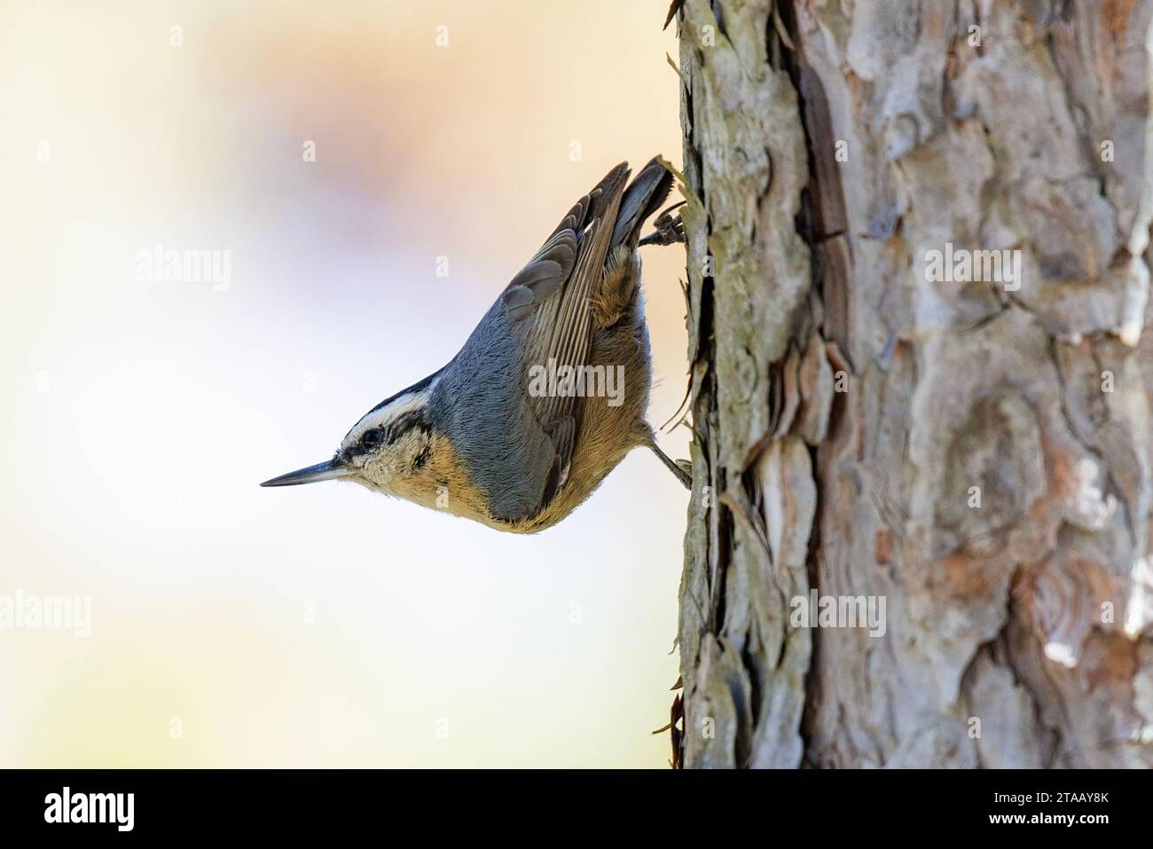 Uccello Nuthatch con sopracciglia innevata a Pechino in Cina Foto Stock