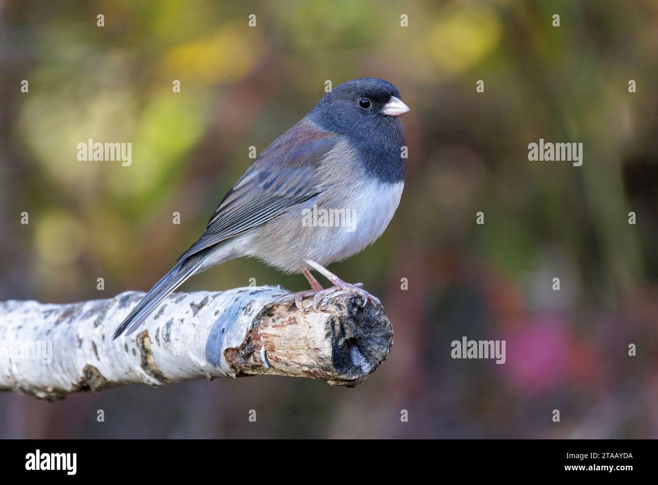 Junco dagli occhi scuri a Vancouver BC Canada Foto Stock