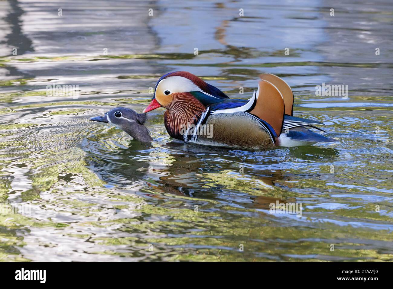 Uccello da accoppiamento con anatra mandarina a Pechino Cina Foto Stock