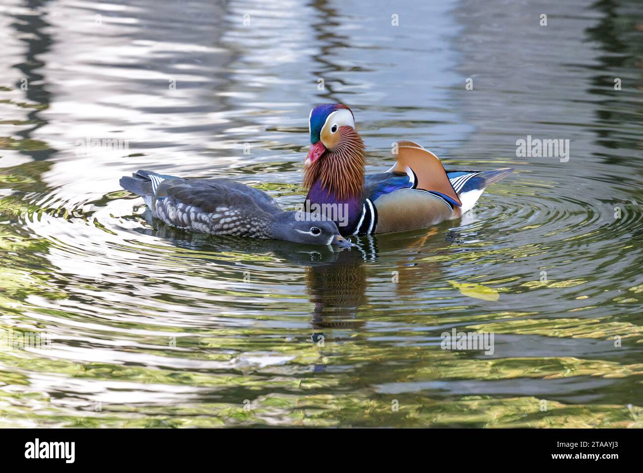 Uccello da accoppiamento con anatra mandarina a Pechino Cina Foto Stock