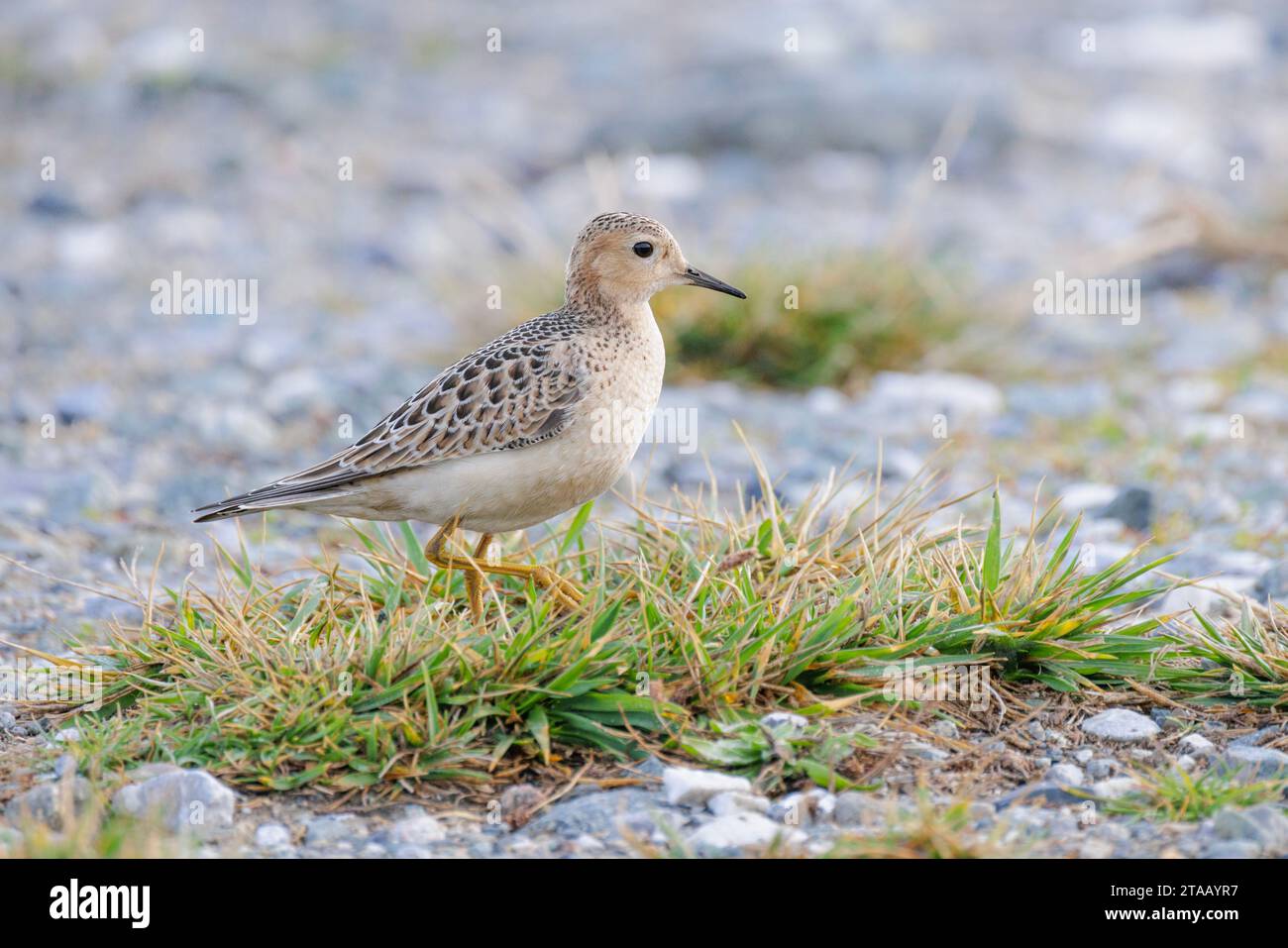 Un uccello di sandpiper al petto di Buff a Vancouver, British Columbia, Canada Foto Stock