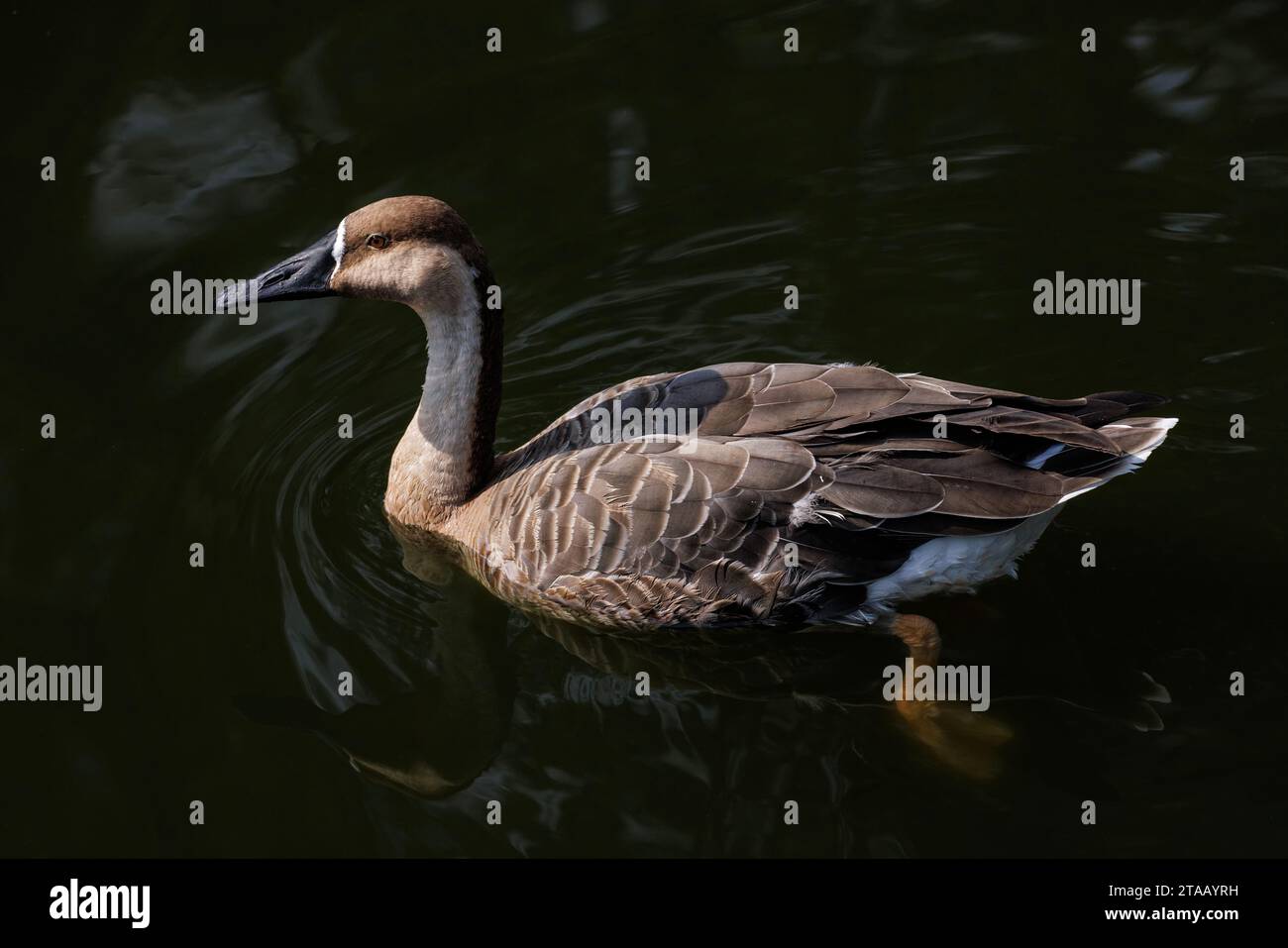 Uccello dell'oca del cigno a Pechino in Cina Foto Stock