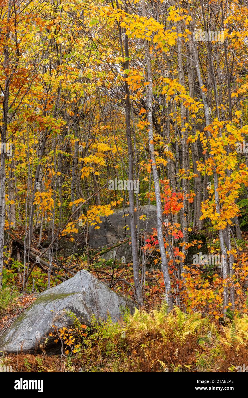 Autunno lungo la Sawyer Highway, White Mountain National Forest, New Hampshire Foto Stock