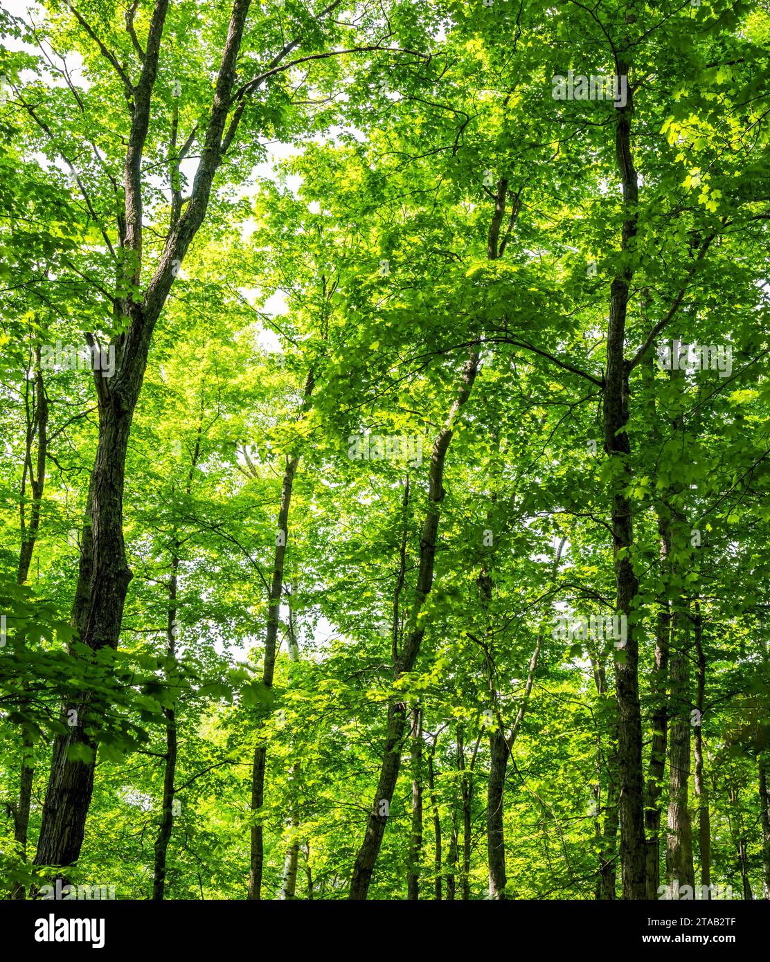 Sentiero nella foresta, Michigan, Stati Uniti Foto Stock