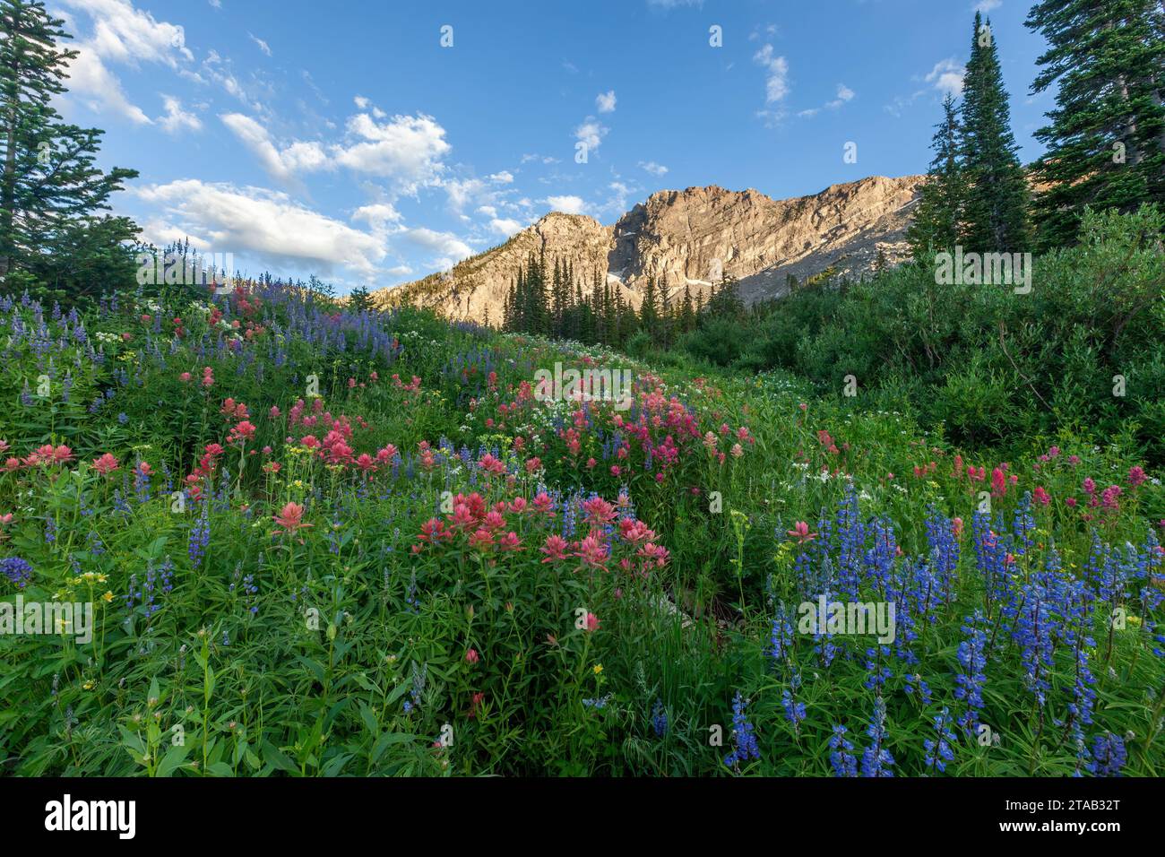 Fiori selvatici sotto il Devils Castle, Albion Basin, alta, Utah Foto Stock