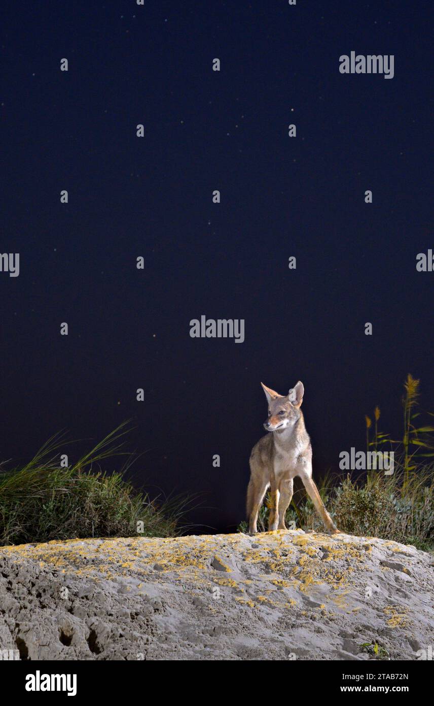 Coyote (Canis latrans) sulla duna di sabbia di notte sotto il cielo stellato, Galveston, Texas. Si ritiene che questa popolazione abbia geni di lupo rosso (Canis rufus). Foto Stock