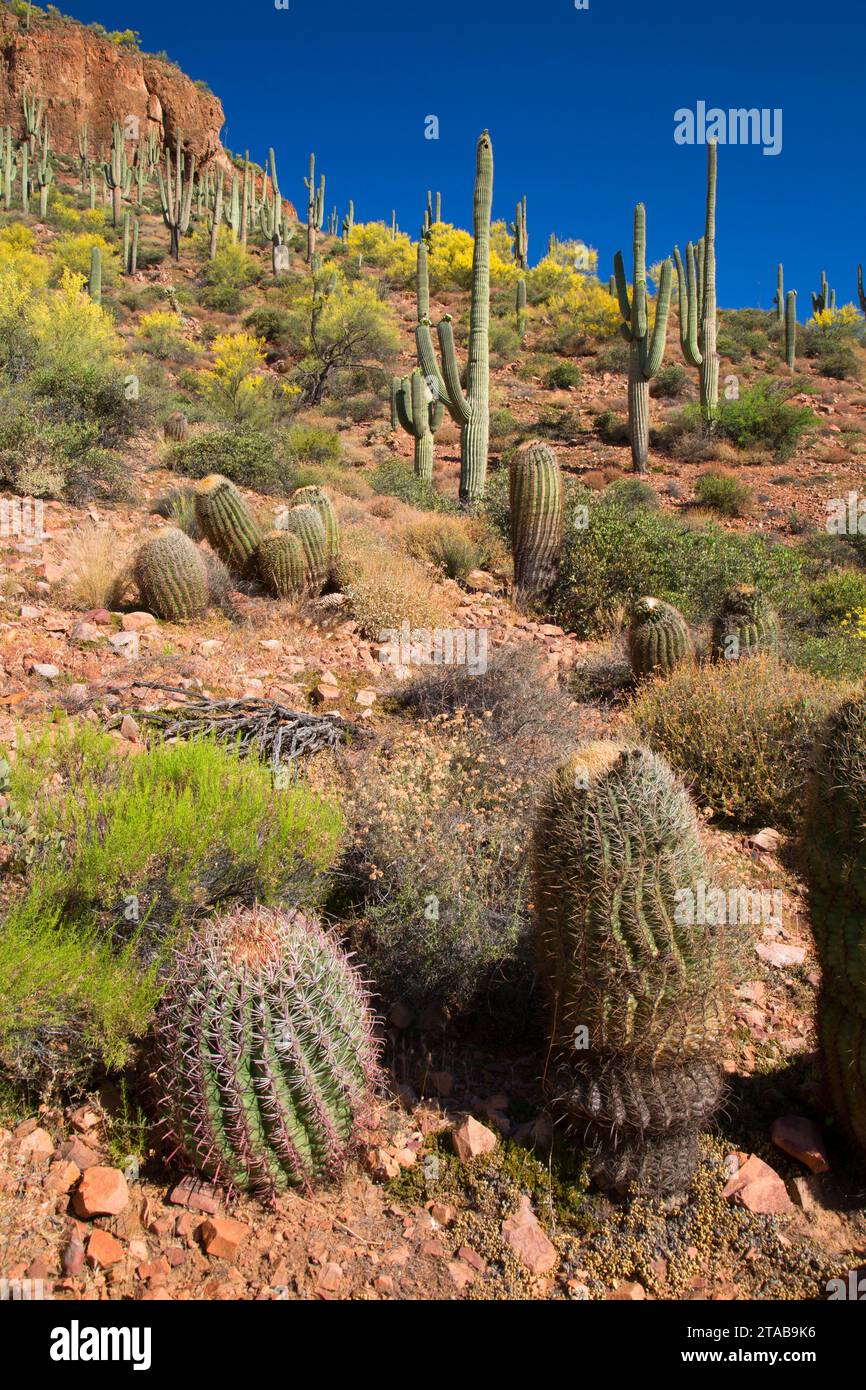 Deserto con saguaro, tonto monumento nazionale, Arizona Foto Stock