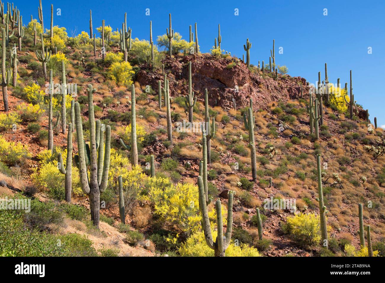 Deserto con saguaro, tonto monumento nazionale, Arizona Foto Stock