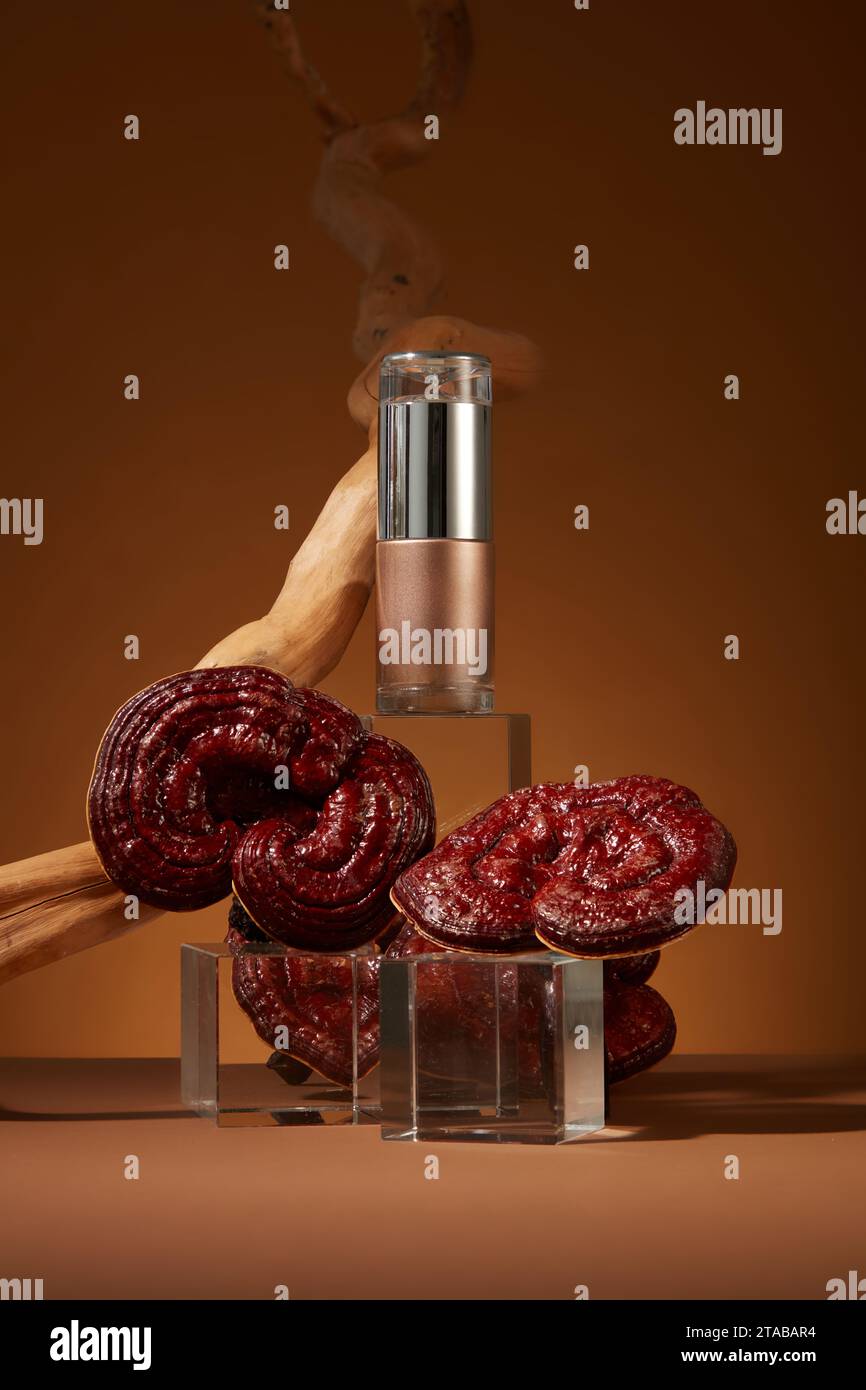 Vista frontale di una bottiglia vuota esposta su podi trasparenti con funghi lingzhi e ramoscello secco su sfondo marrone. Scena minima per la pubblicità, Foto Stock