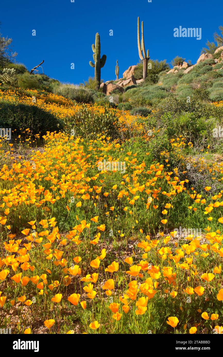 Papaveri messicano al di sopra del serbatoio Barlett, Tonto National Forest, Arizona Foto Stock