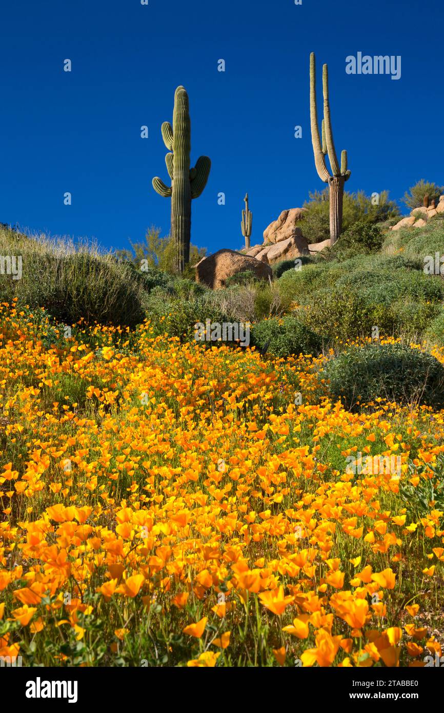 Papaveri messicano al di sopra del serbatoio Barlett, Tonto National Forest, Arizona Foto Stock