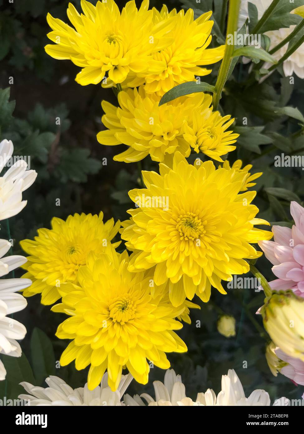 Splendidi fiori di crisantemo gialli in primo piano nel giardino Foto Stock