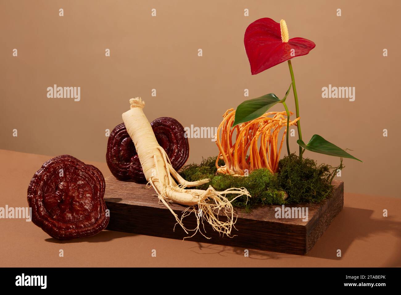 Rare erbe, radice di ginseng, fungo ganoderma e cordyceps decorate su podio di legno con muschio verde e fiore rosso. Scena minimalista con sfondo marrone Foto Stock