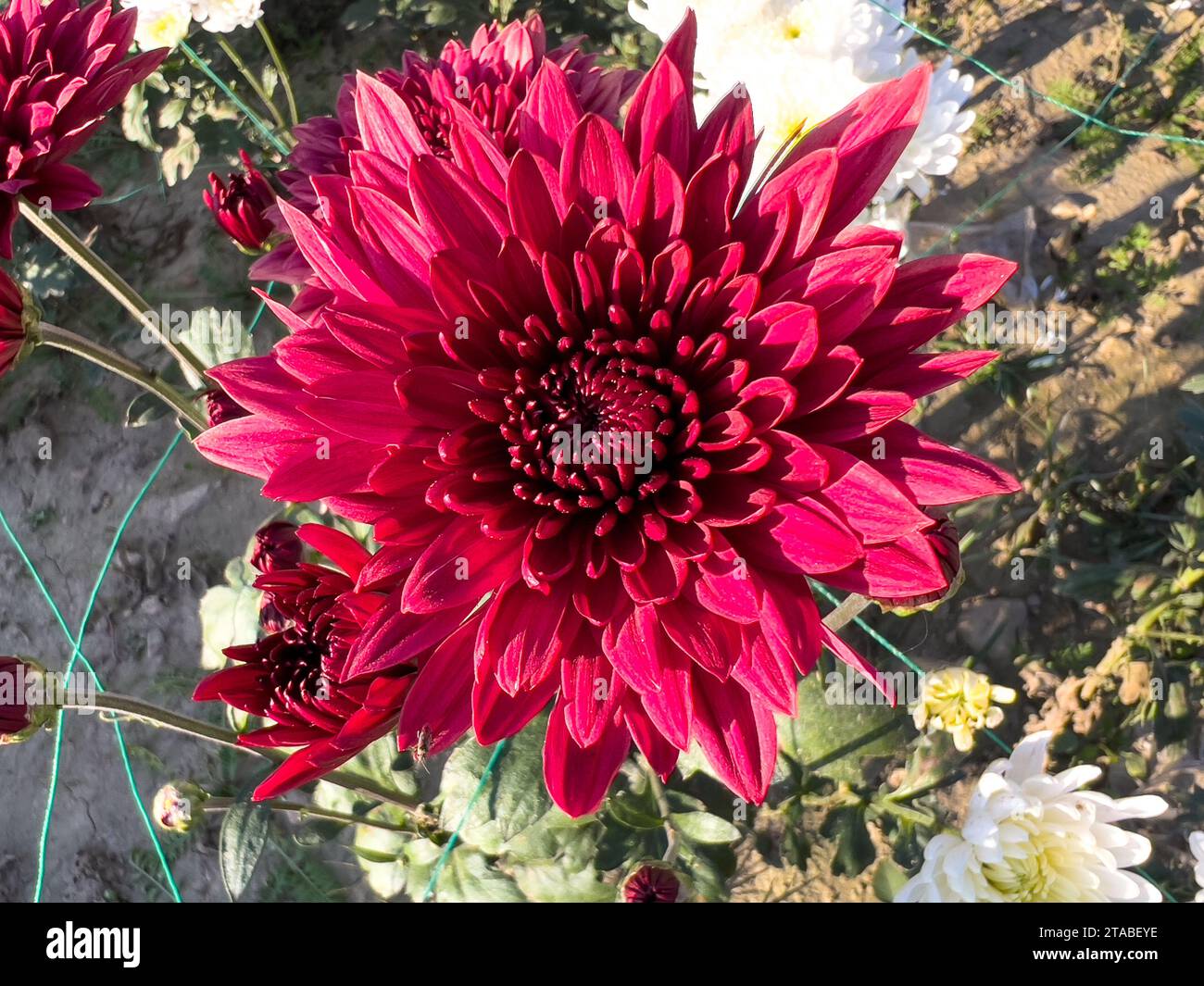 Primo piano dei fiori di colore marrone Chrysanthemum Foto Stock
