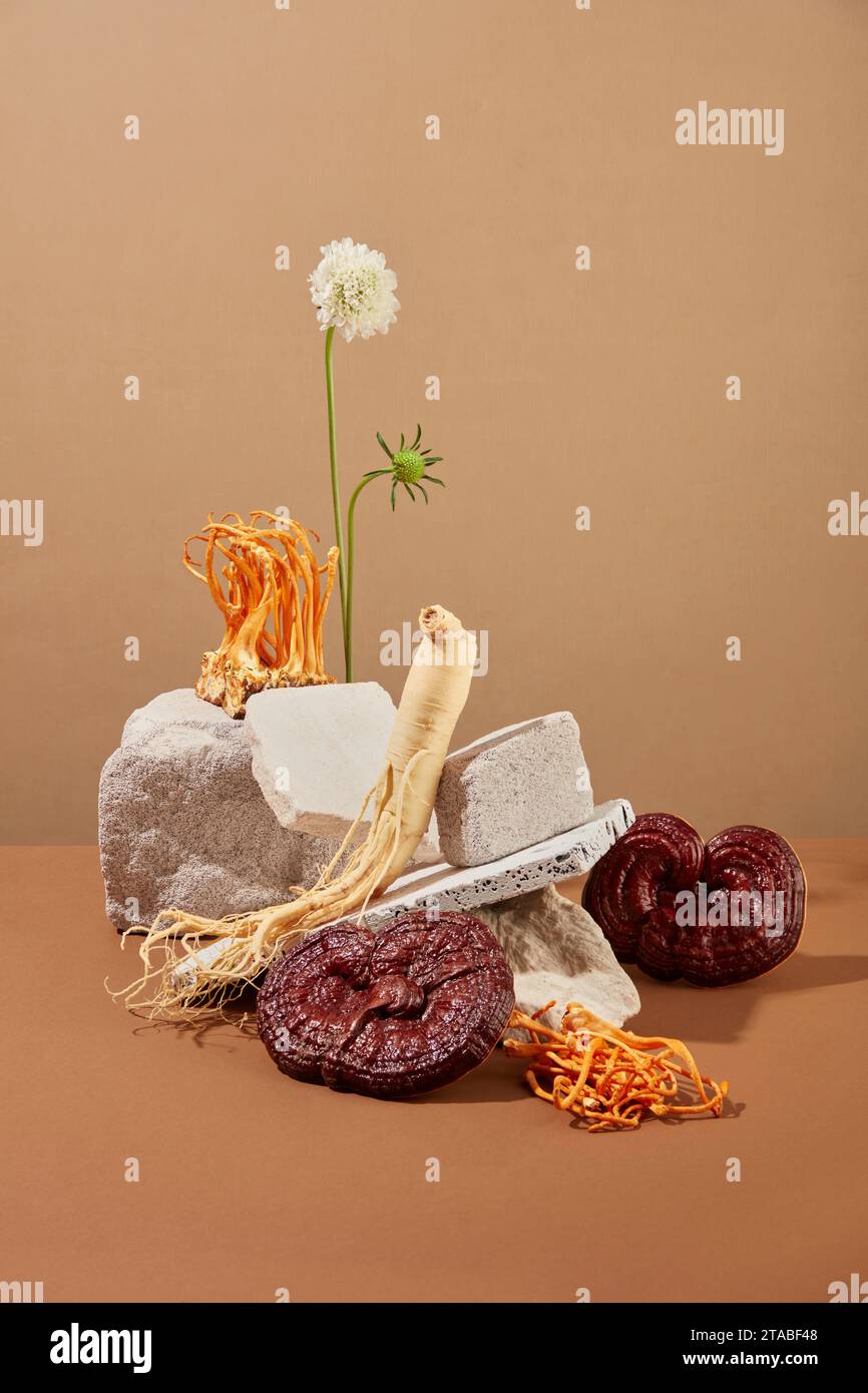 Vista frontale della radice di ginseng, del fungo lingzhi e dei cordyceps visualizzati su blocchi grigi di mattoni su sfondo marrone. Scena minima per il prodotto pubblicitario Foto Stock