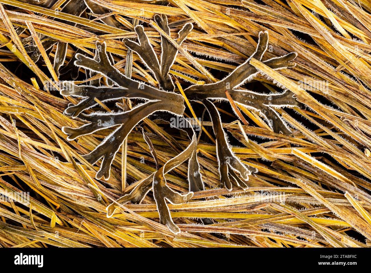 Frost on Rocky Weed, Haines, Alaska Foto Stock