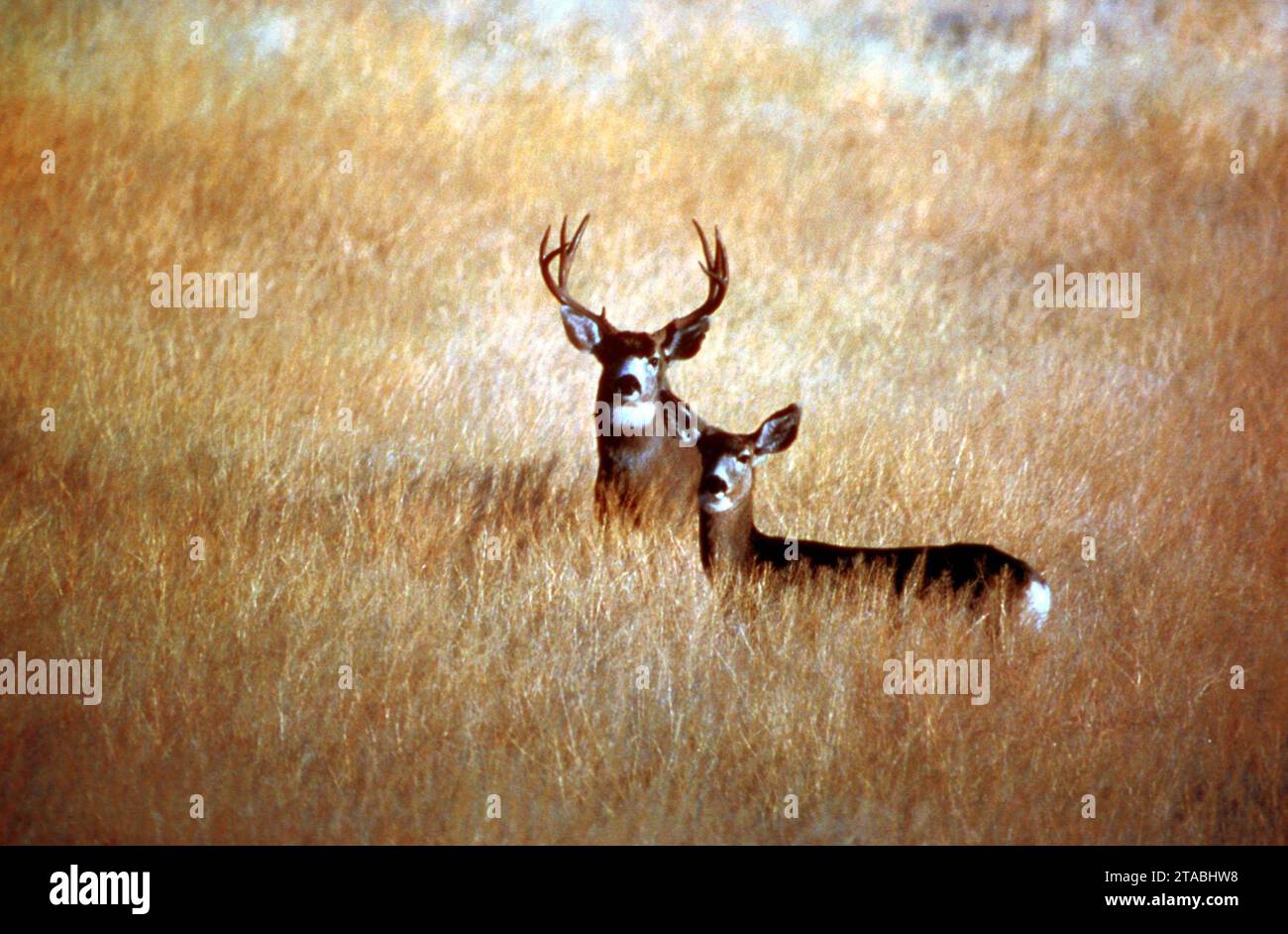 Volcanic Legacy Scenic Byway - Mule Deer in Modoc Country Foto Stock