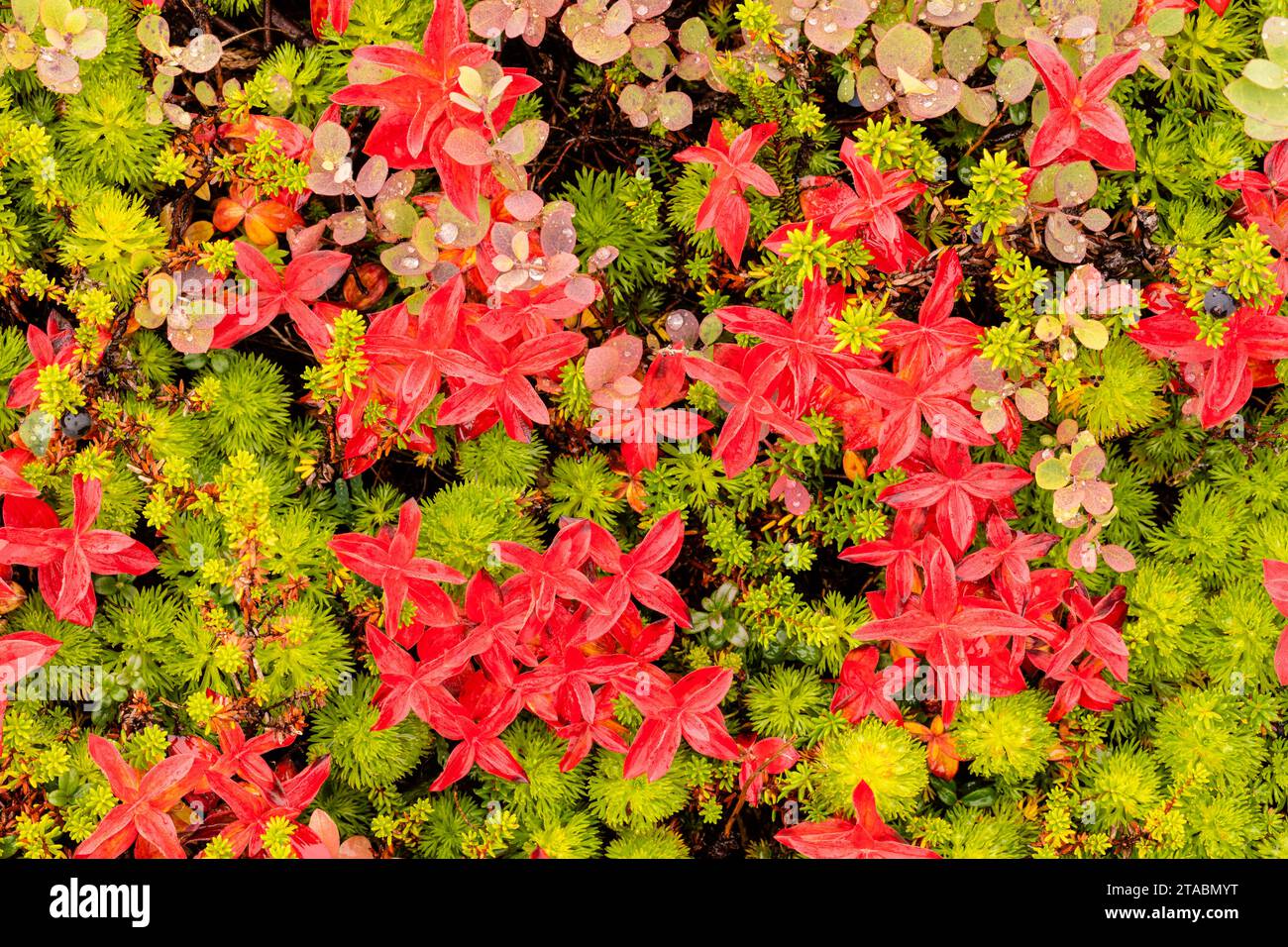 Primo piano sulla tundra Fall foliage, Thompson Pass, Alaska Foto Stock