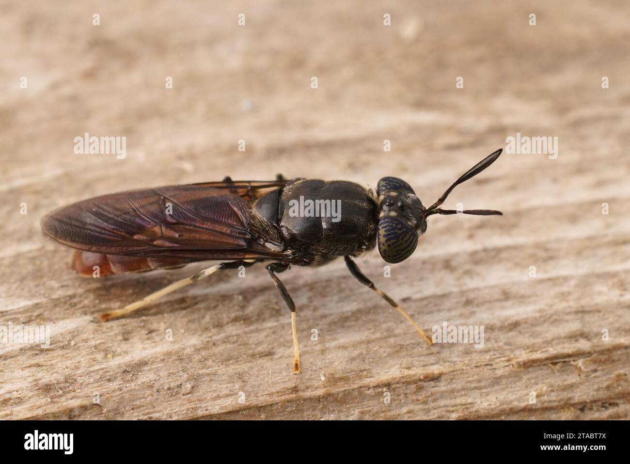 Primo piano dorsale dettagliato e naturale su una specie cosmopolita di diptera, la mosca nera del soldato, l'Hermetia illucens seduto sul legno Foto Stock