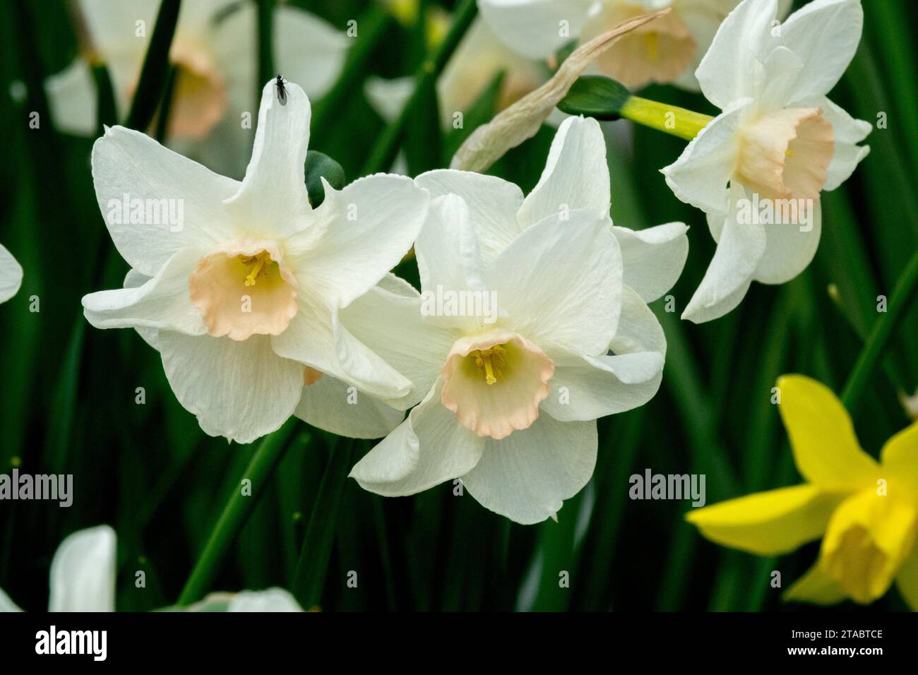 Bianco, primavera, gruppo, Daffodils, Narcissus, Narciso in miniatura, Jonquilla, Daffodil in miniatura, Narciso "Bell Song", Flower Foto Stock