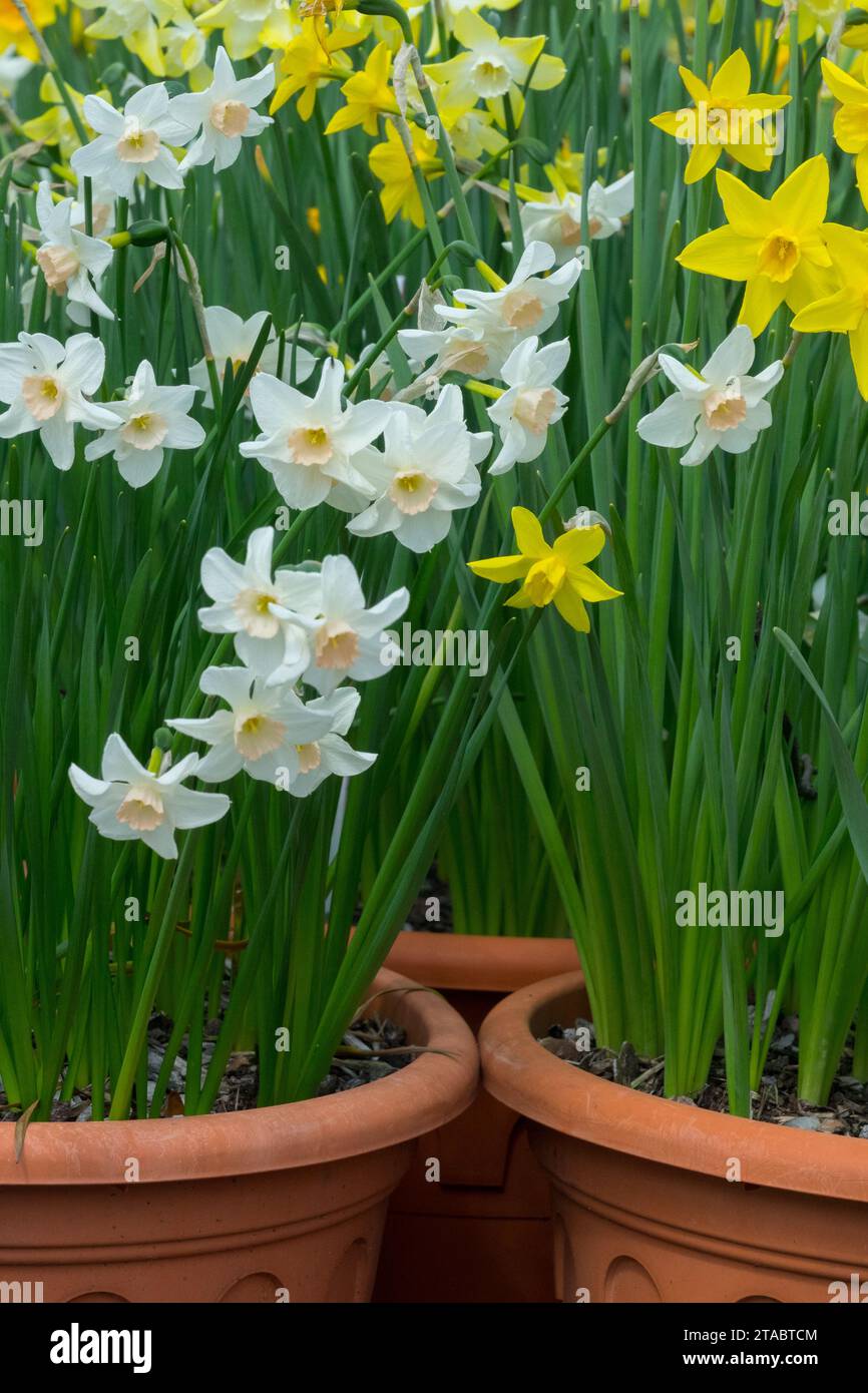 Bianco, giallo, narcisi, Narciso in pentole, primavera, piante Foto Stock