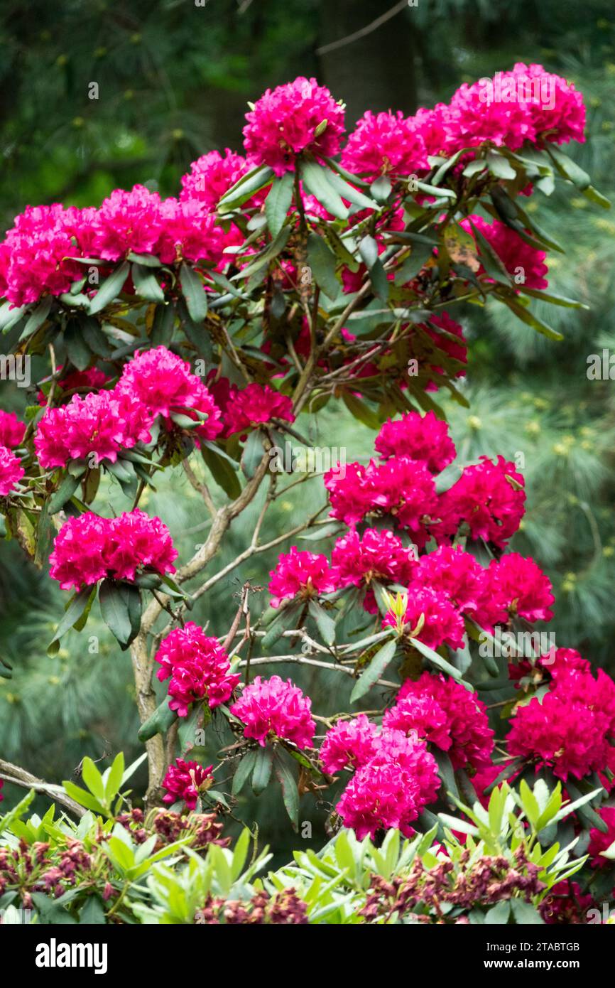 Spring, Woodland, Plant, Flowering, Shrub, fioritura, Rhododendron, Forest, Rhododendron, Season, Violet, Colour Foto Stock