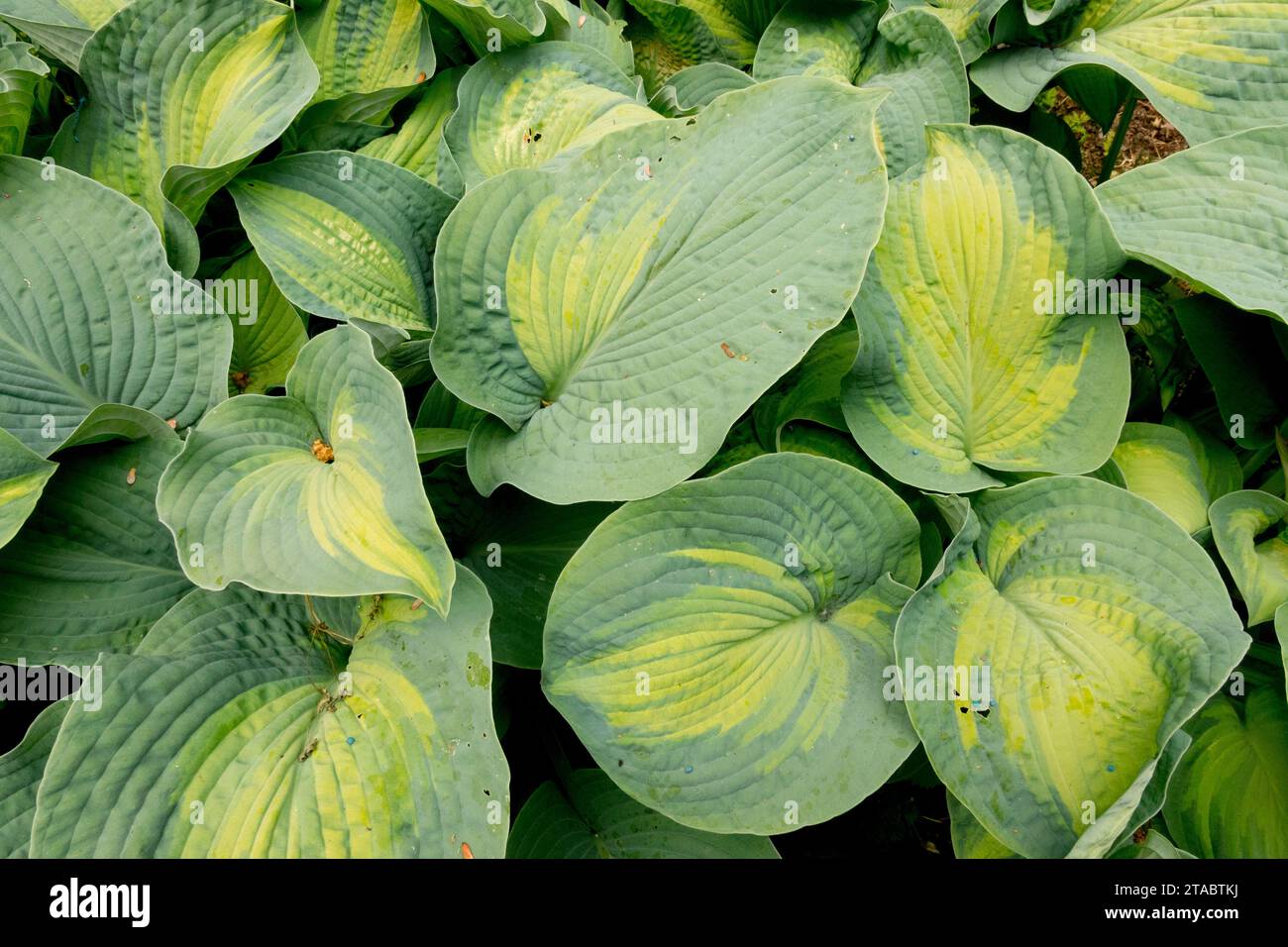 Hosta "Color Glory", Plantain Lily Foto Stock