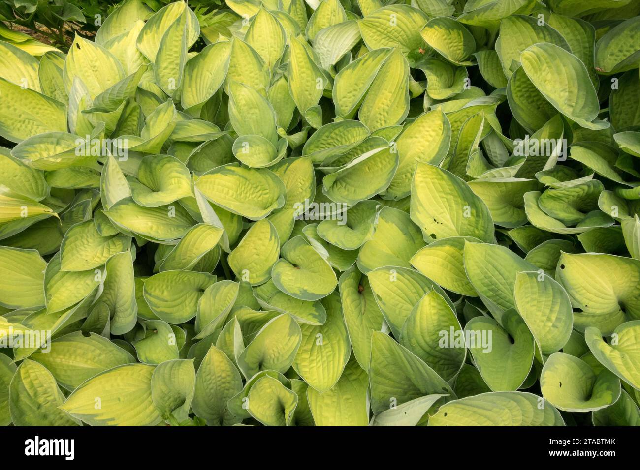 Europe, Hostas, Leaves, Plantain Lily, Foliage, Funkia, giardino, natura dei colori, Hosta 'spritzer' Foto Stock