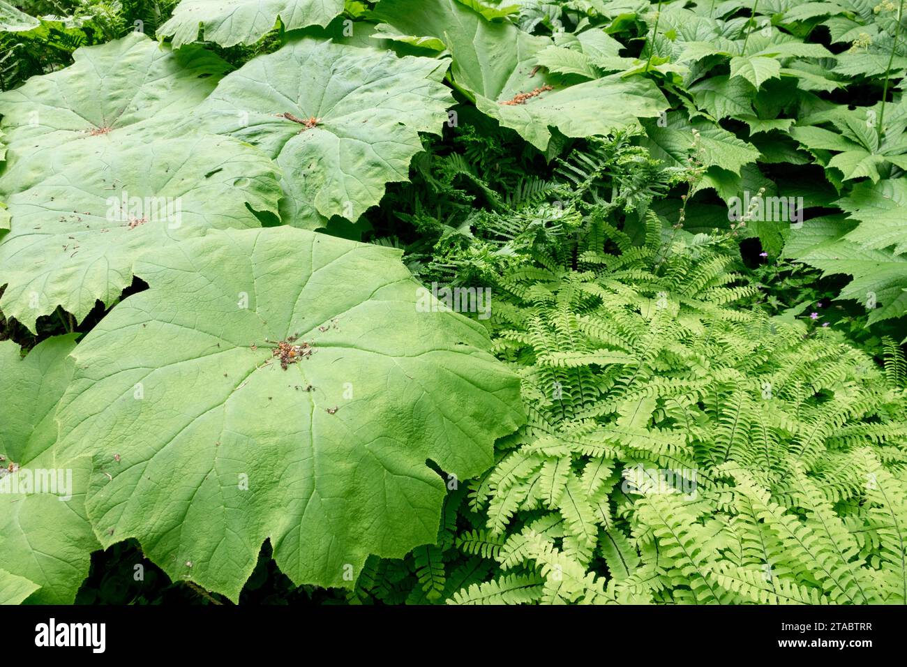 Adiantum pedatum Astilboides tabularis piante boschive tarda primavera Foto Stock